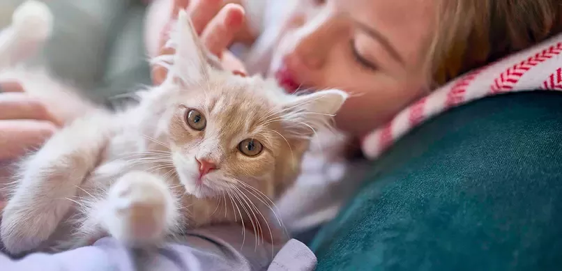 (© PURINA): Österreich ist „Katzenland“:  Mehr als 2 Millionen Katzen haben ihr Zuhause in österreichischen Haushalten.