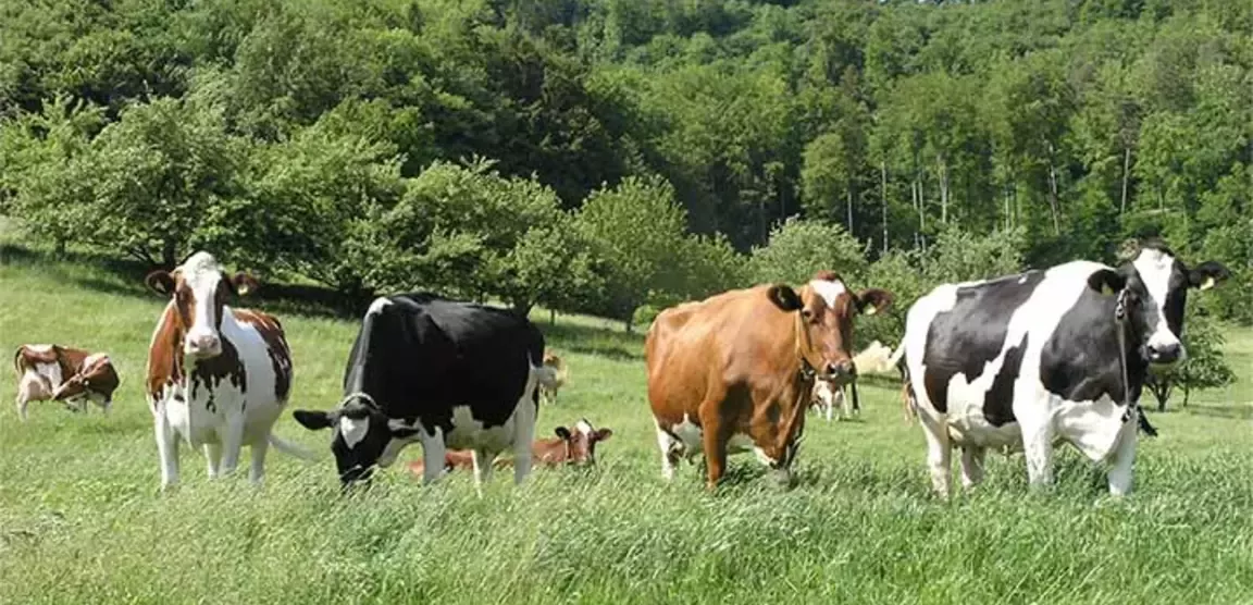 Tierschutz