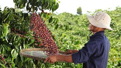 Farmer coffee sorting grains