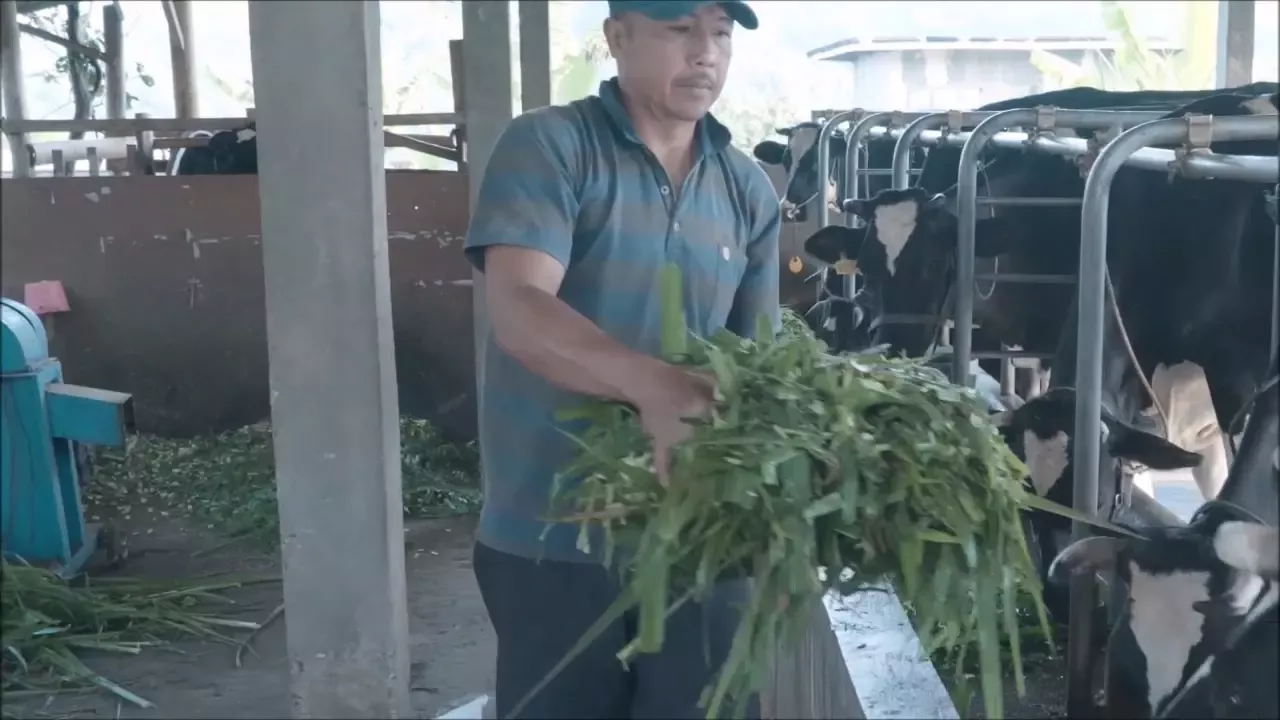 dairy_farmer