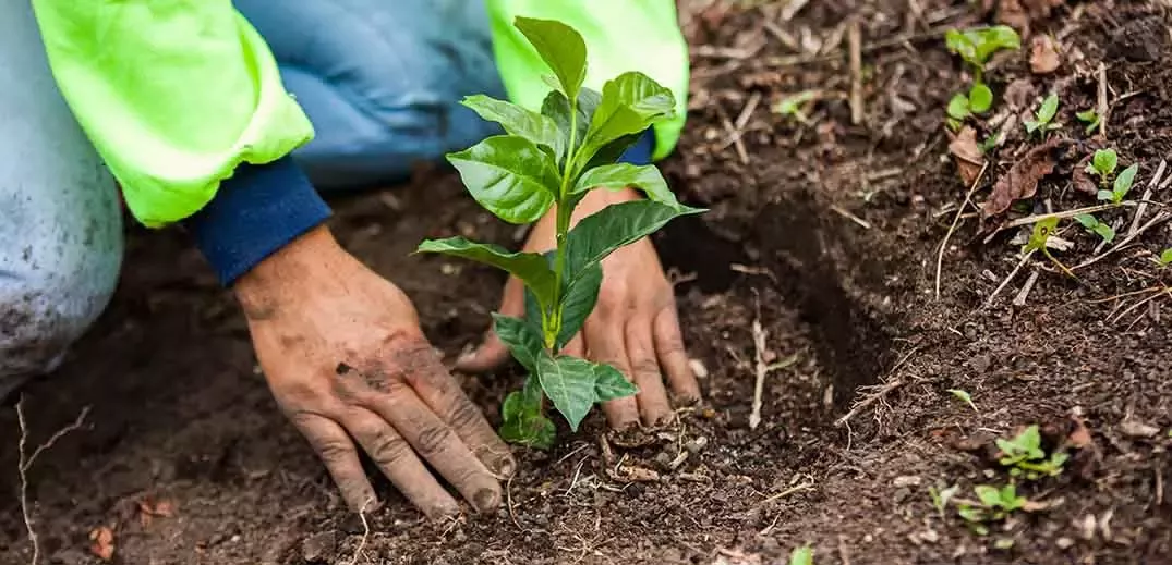 Regenerative Landwirtschaft