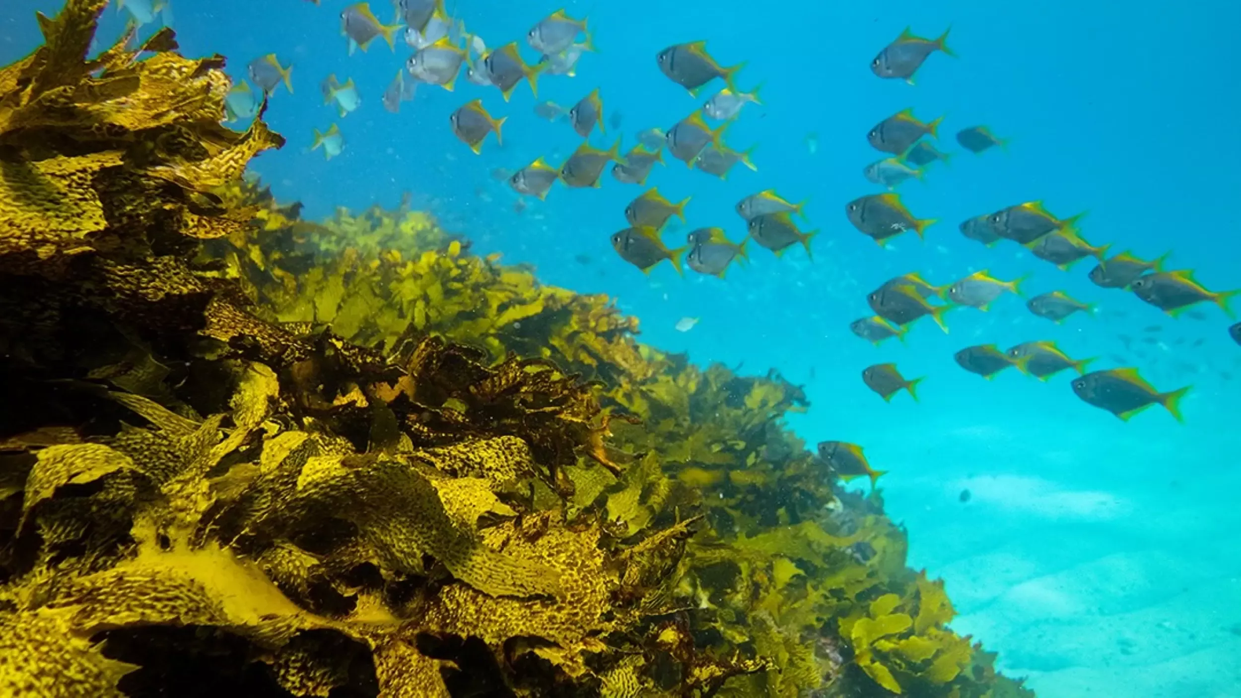 Purina_Ocean Restoration Programme