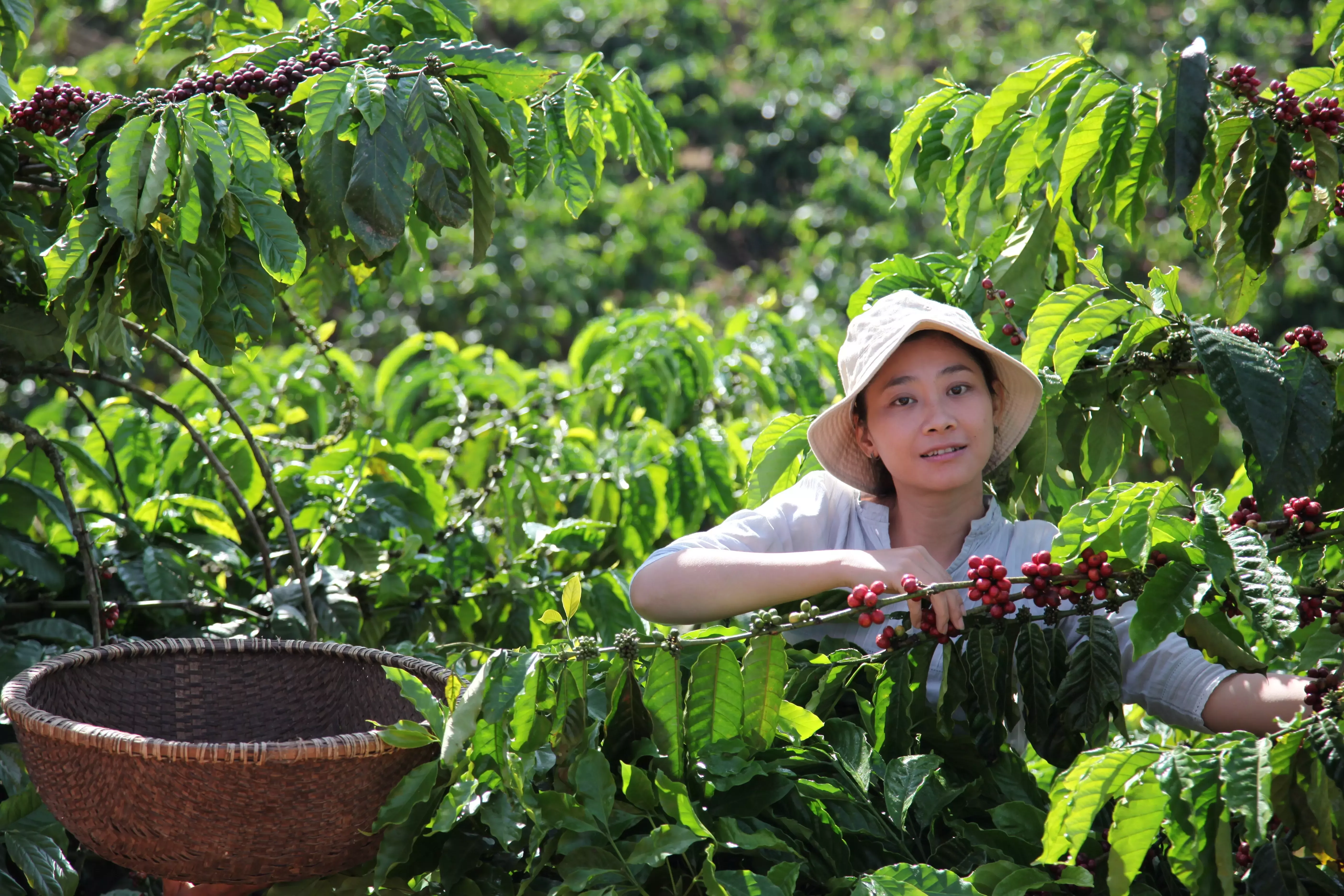Kaffeeernte Vietnam