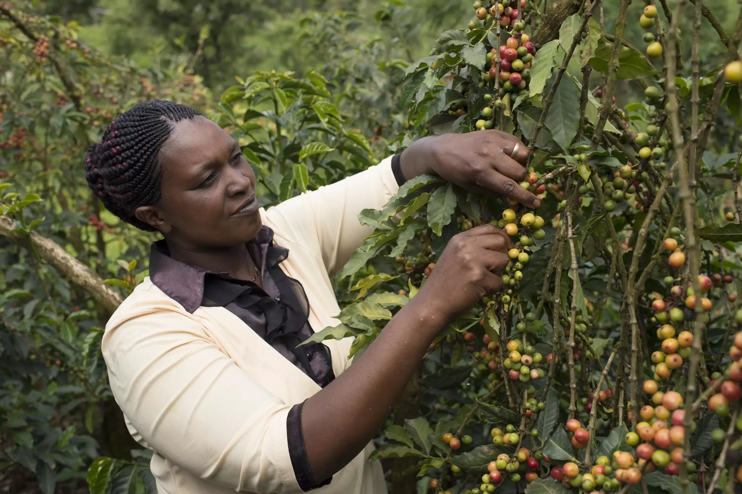 Nescafé Plan 2030 Kaffeefarmerin