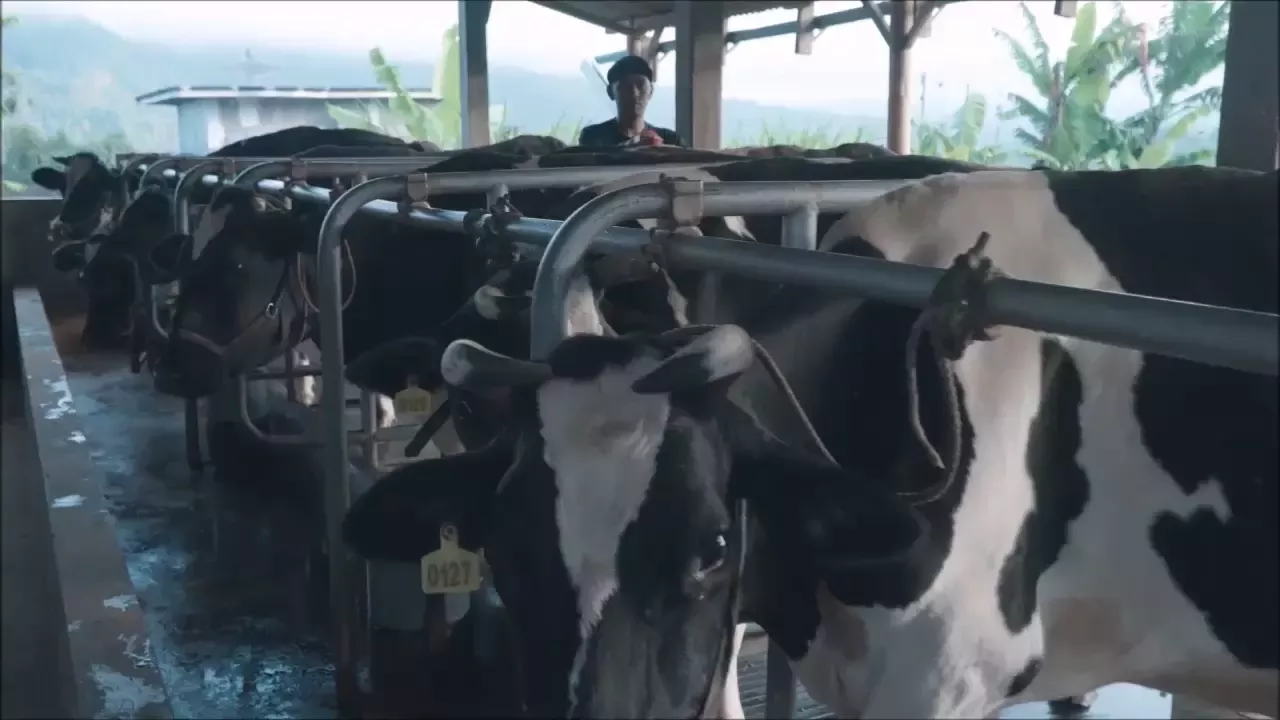 Dairy-Story-cows