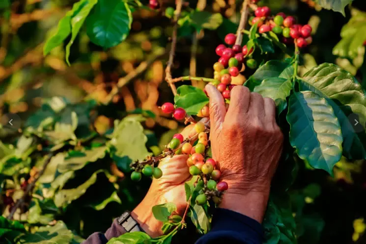 Kaffeefarm auf einem Hügel